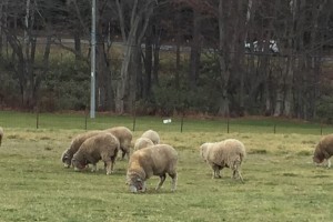さっぽろ羊が丘展望台